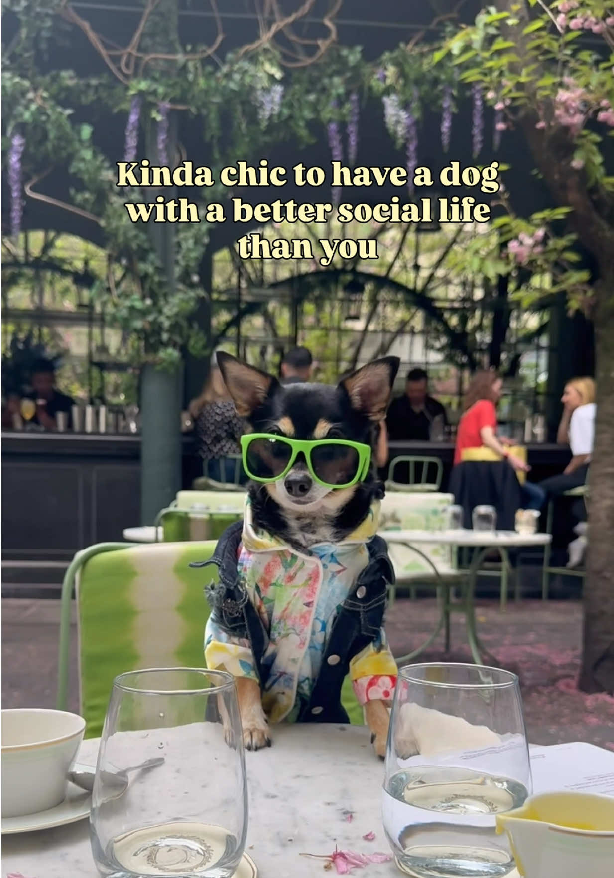 @nycdogadventures