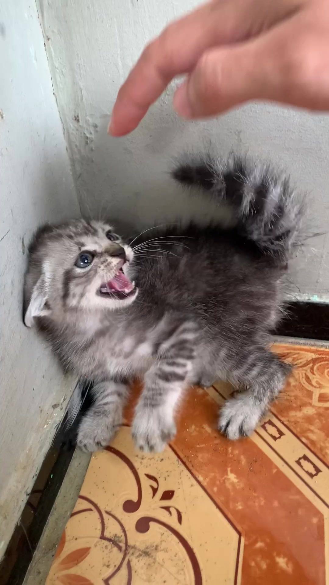 @Republic Of Cat