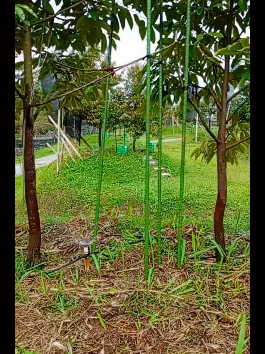 @D.kingfarm
