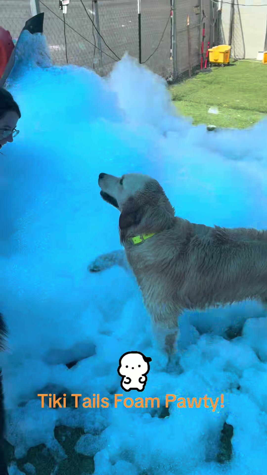 @Hound Housing Doggie Daycare