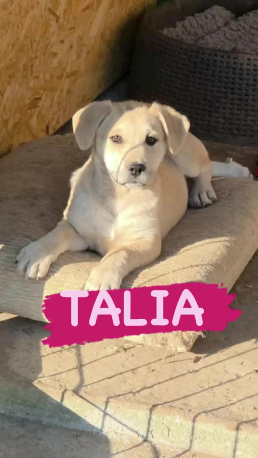 @Hundeherzkommando 🐾