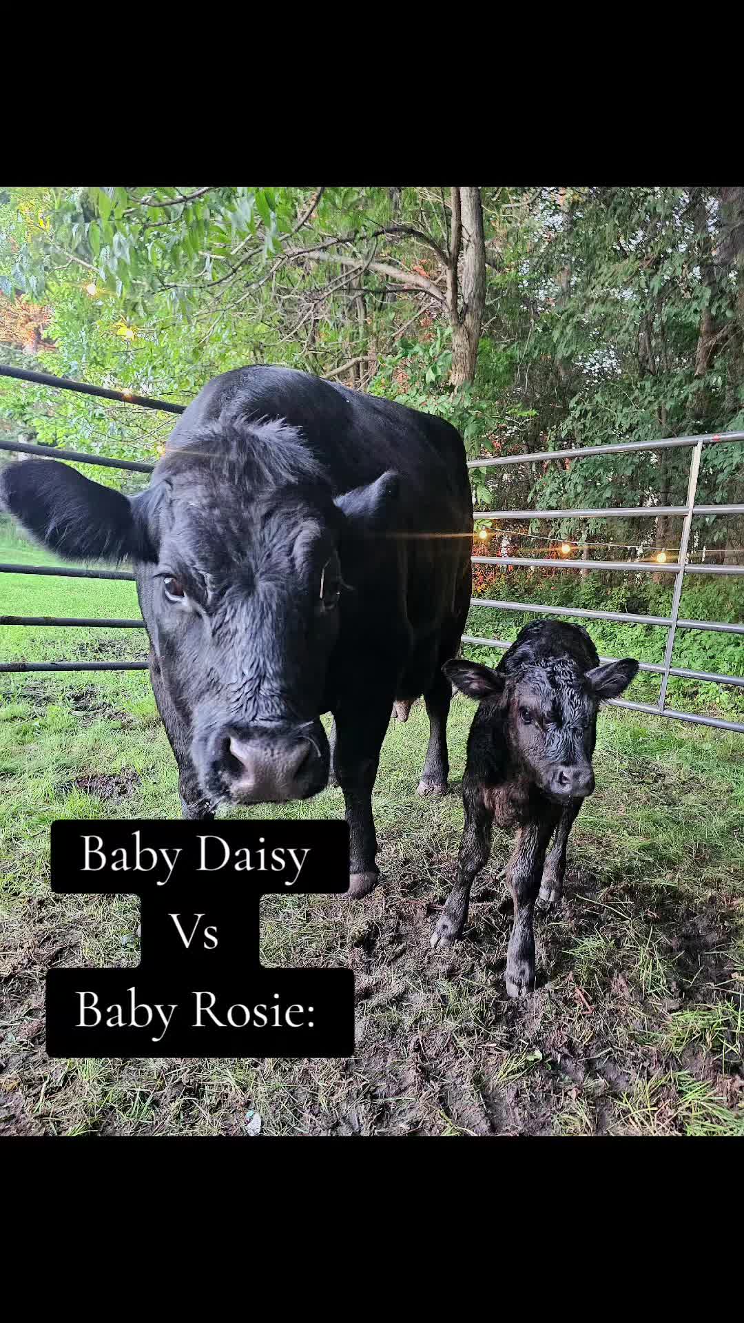 @Dakotafunnyfarm