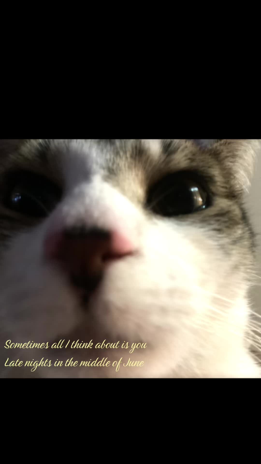 @🐾☆random person☆🐾