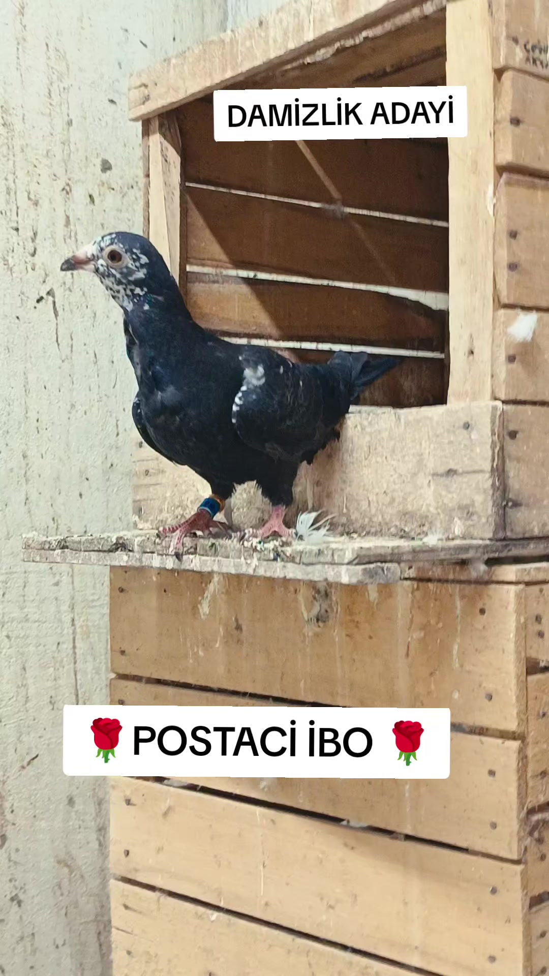 @🦜🦜POSTACI İBO TEKİN 🦜🦜