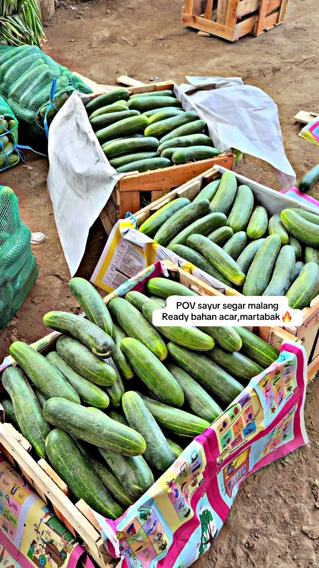 @MEGA TRANS SAYUR MALANG