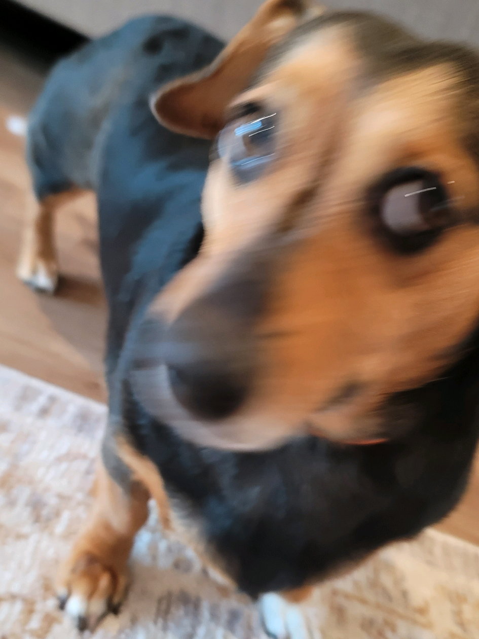 @WILD PET PACK