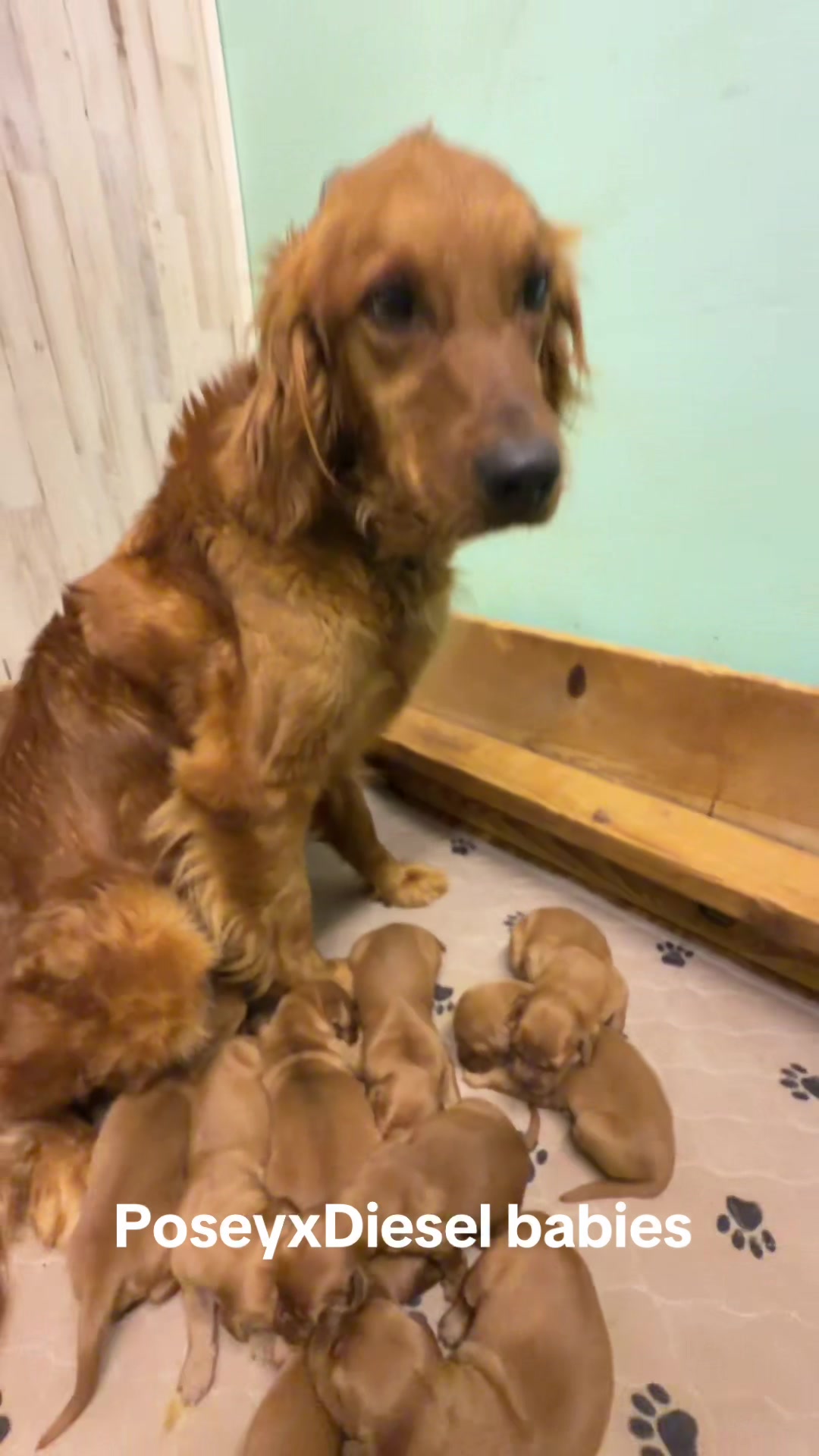 @RhondasRetrievers