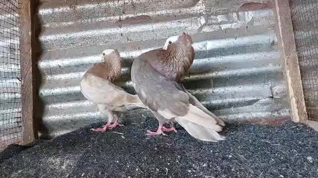 @@dmix.champion.den
