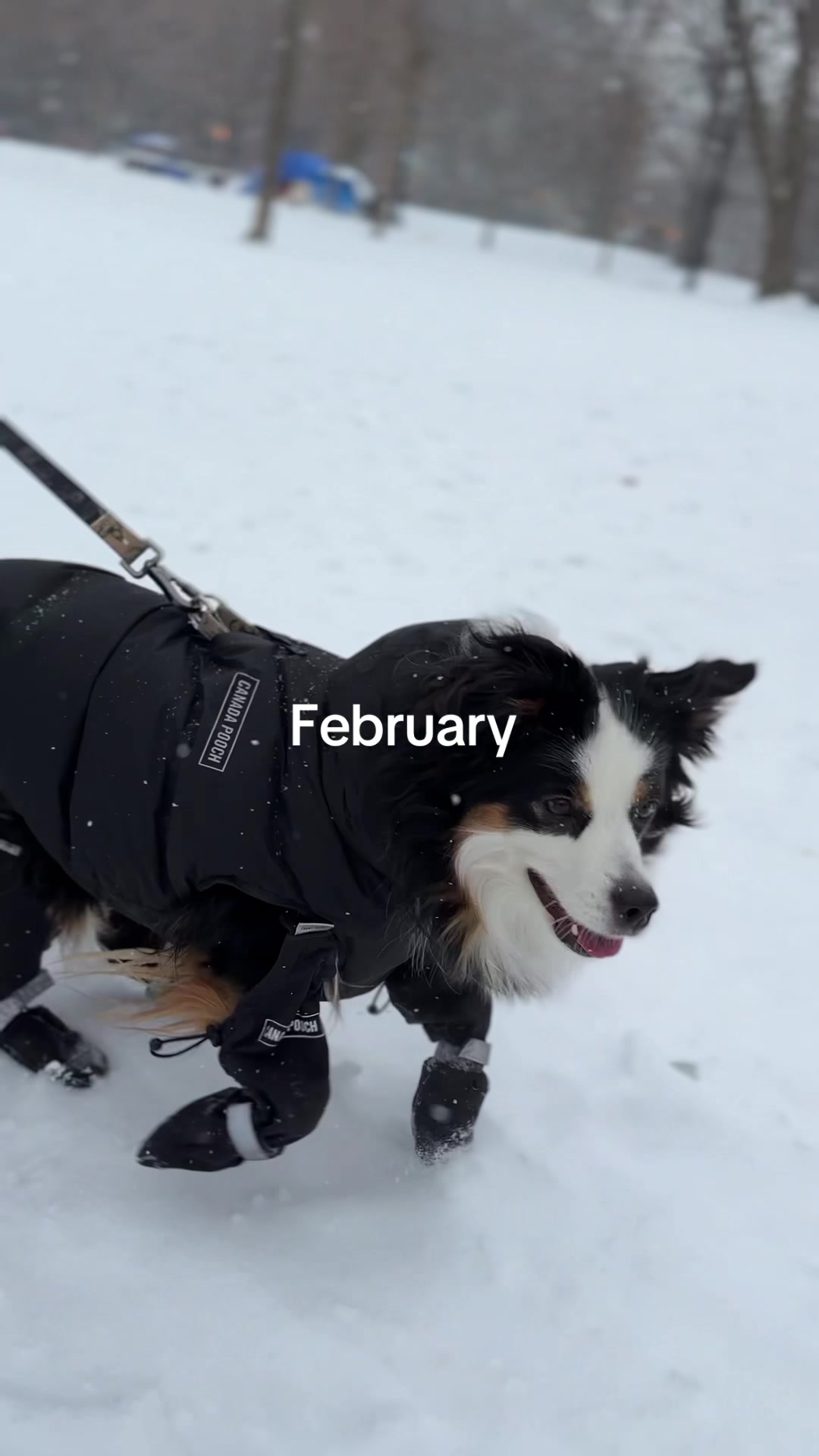 @Bonita.The.Mini.Aussie