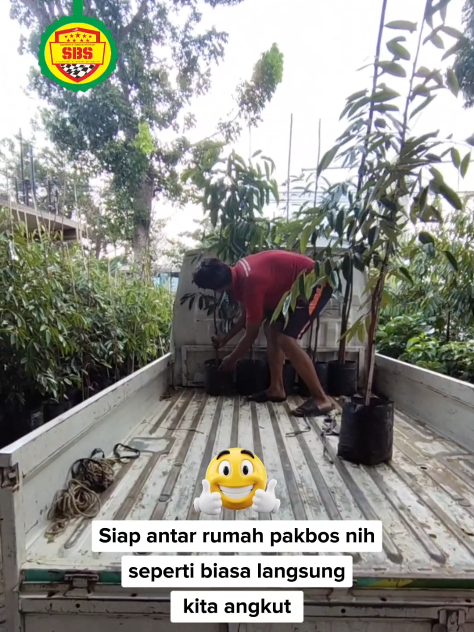 @Produksi Buah_SBS