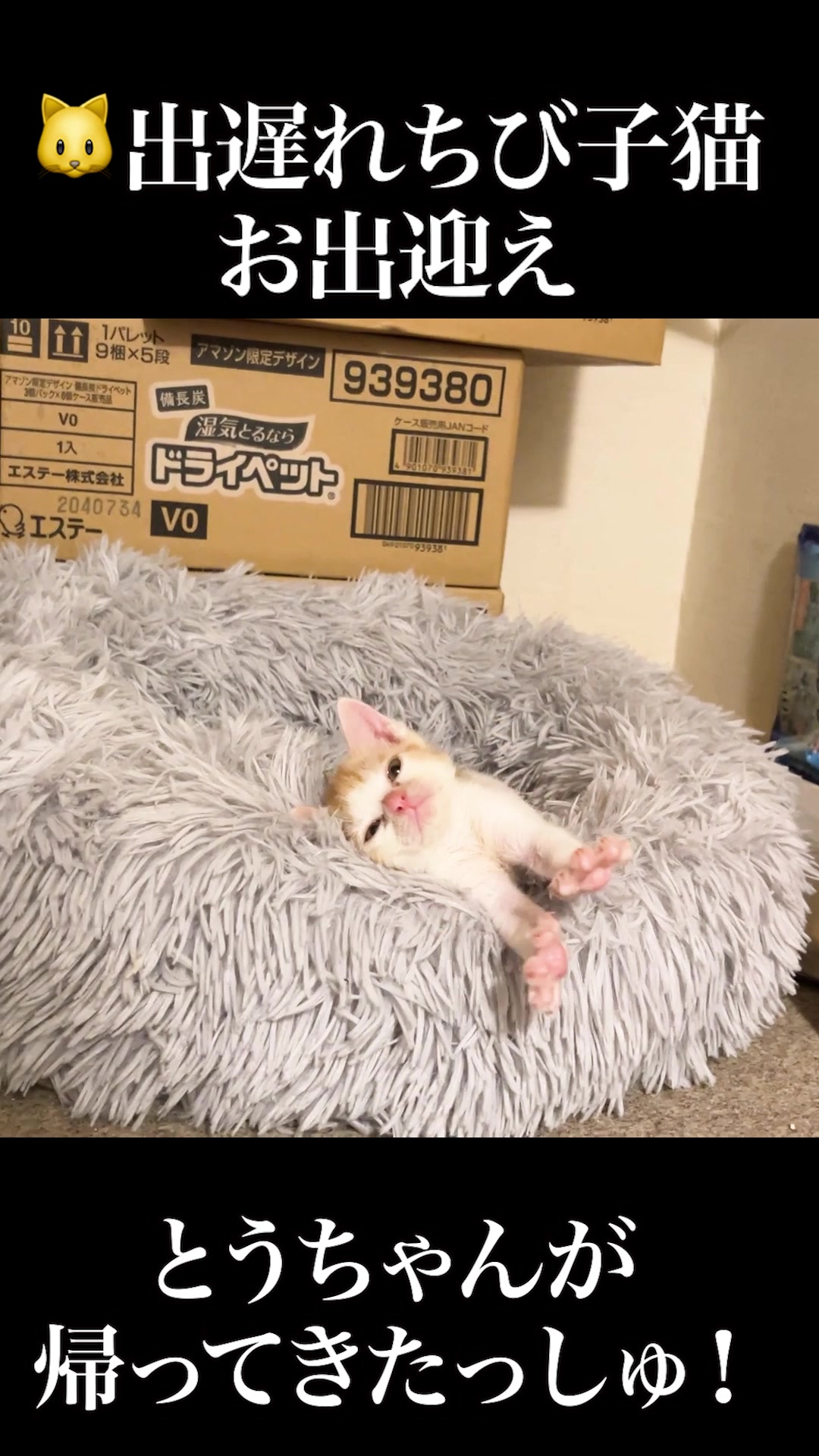 @ねこかます