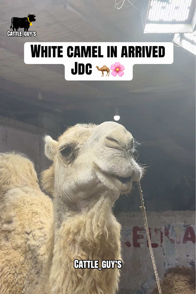 @Cattle_Guy’s