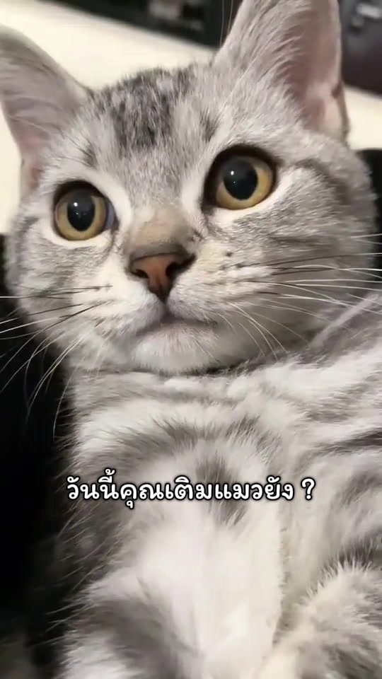 @DIYอุปกรณ์สัตว์เลี้ยง