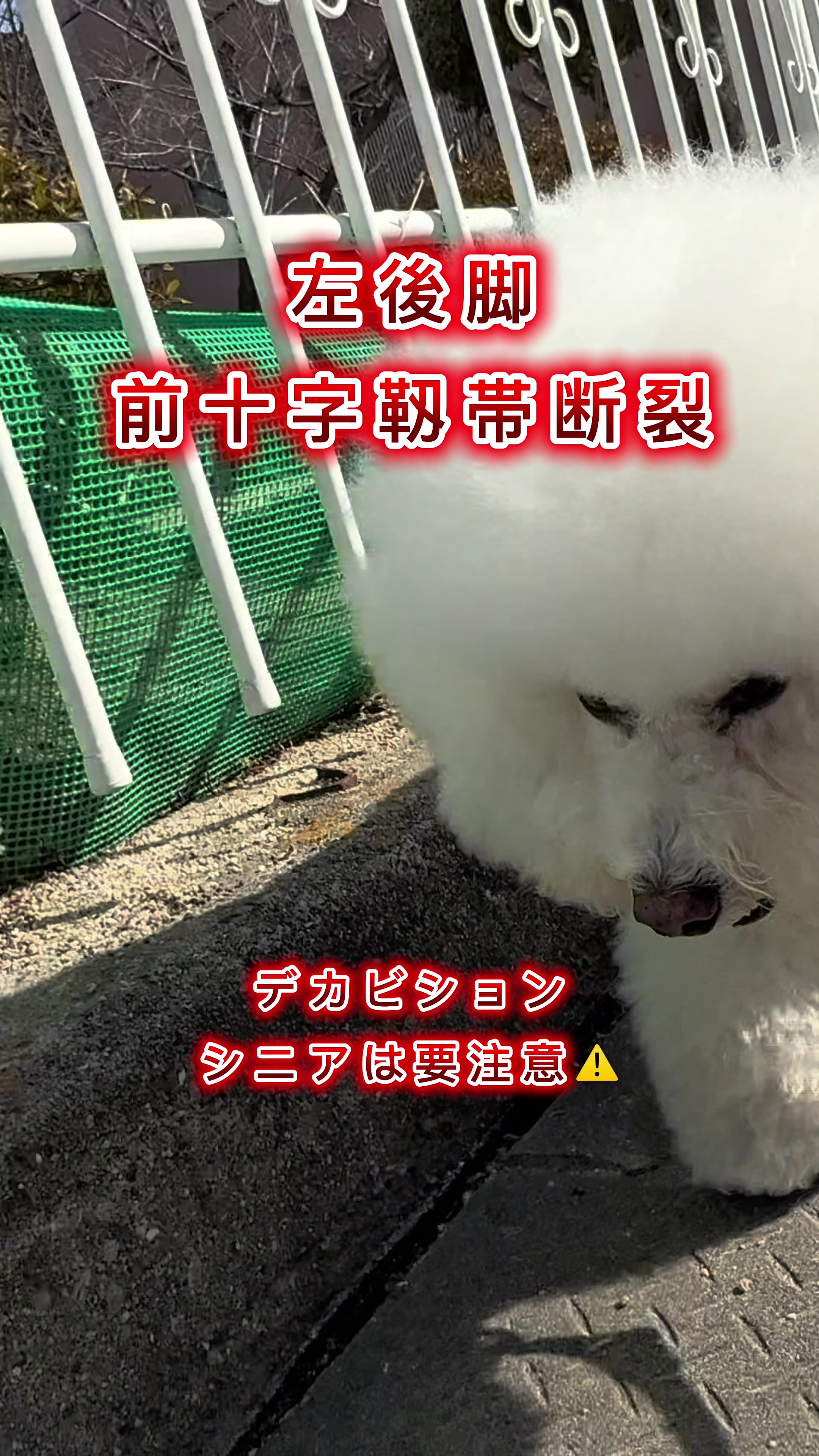 @コロン🐶