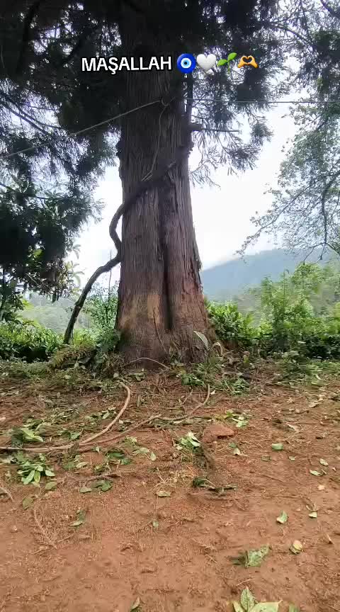 @kocakoc.n