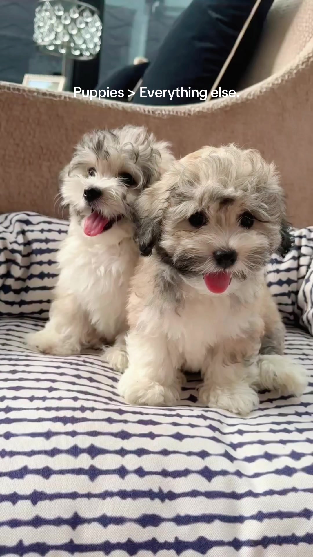 @Monseri Puppy