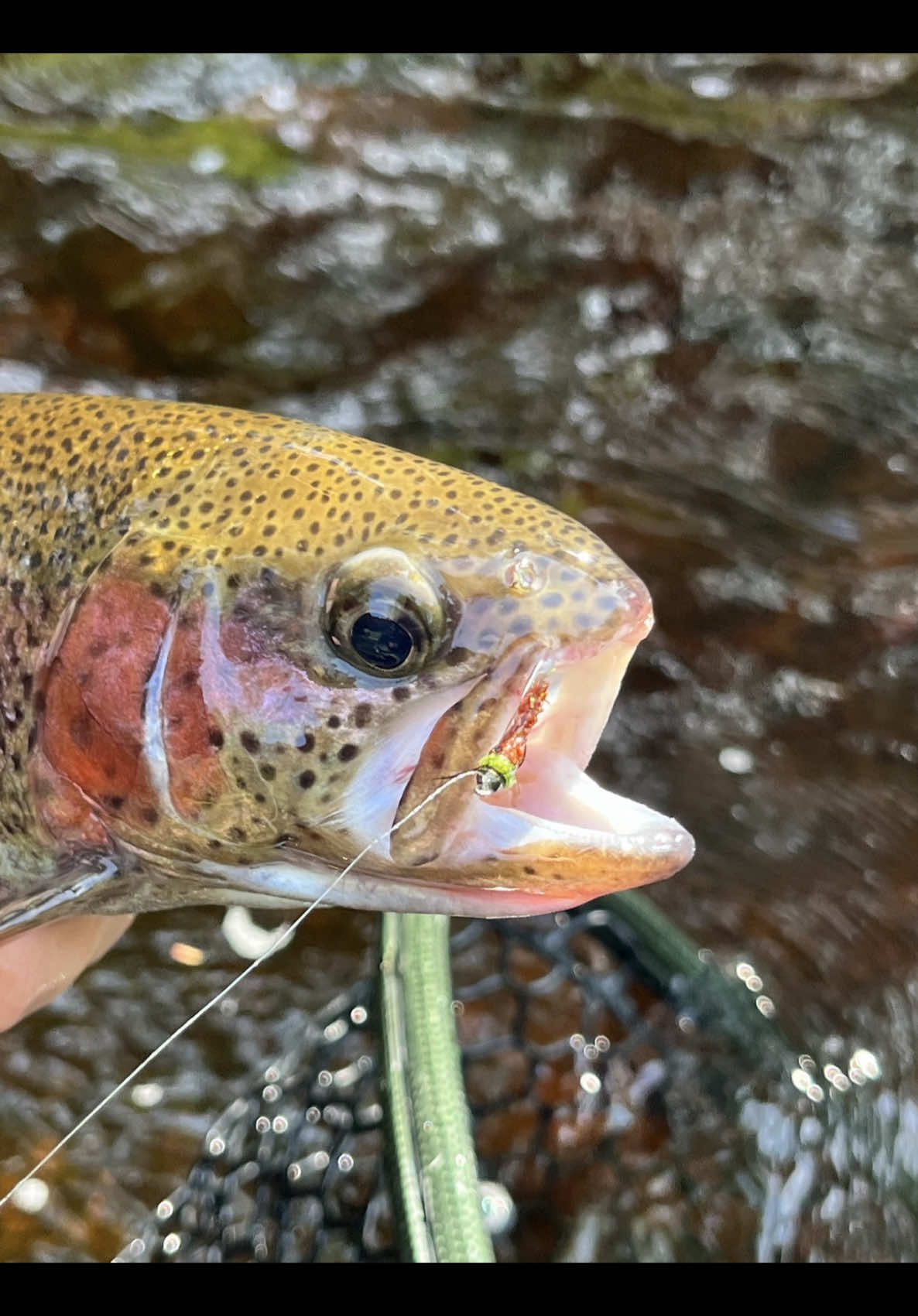 @FlyFishDelawhere