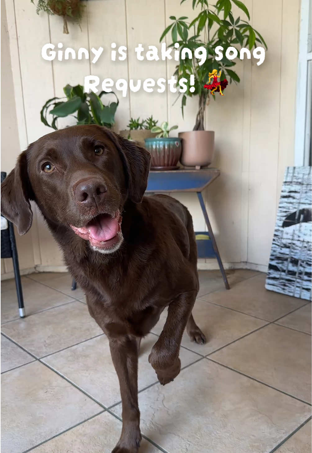@AmandaT | Your Dog is COOL!