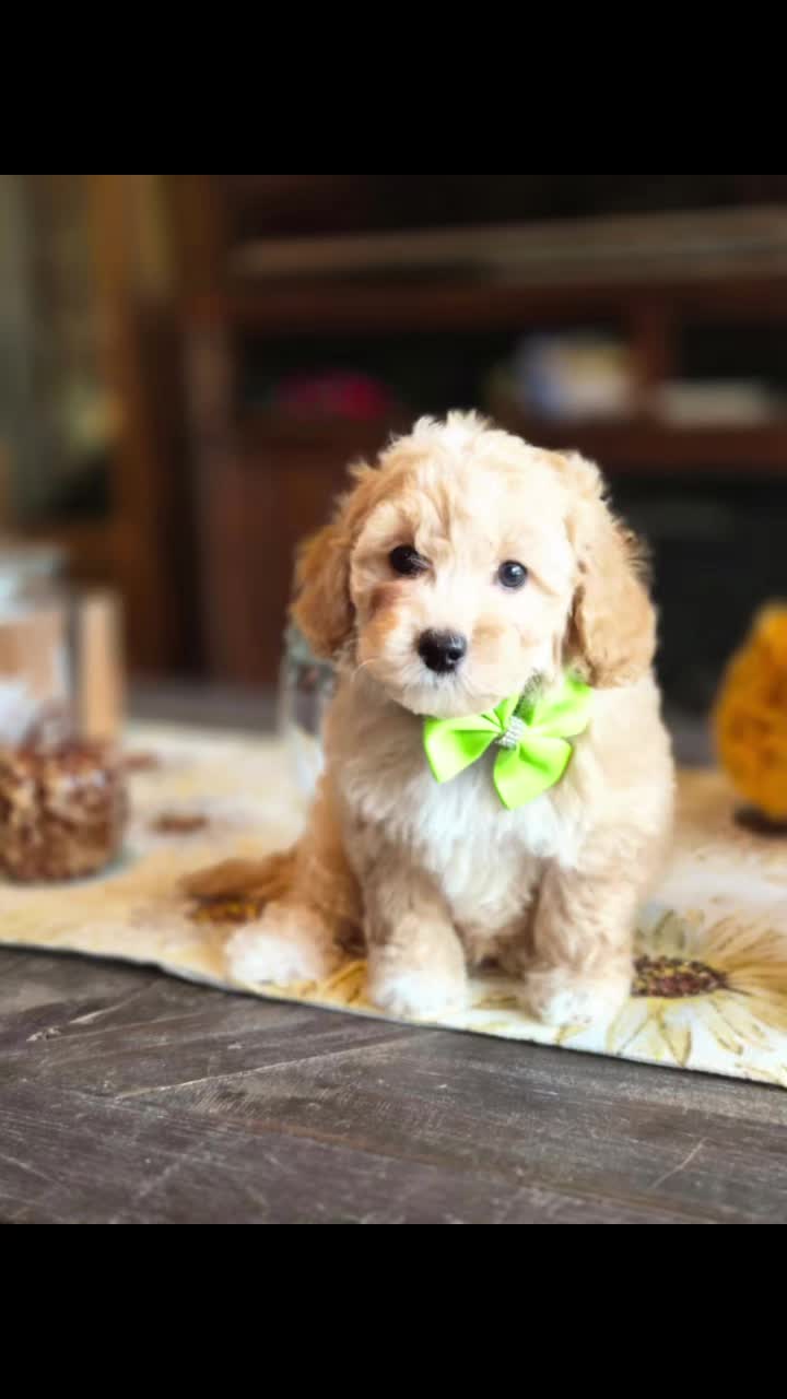 @Barb's Precious Pups
