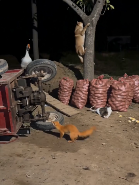@NutsyFarm