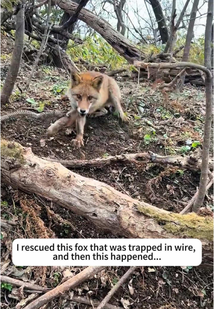 @rescuespet12