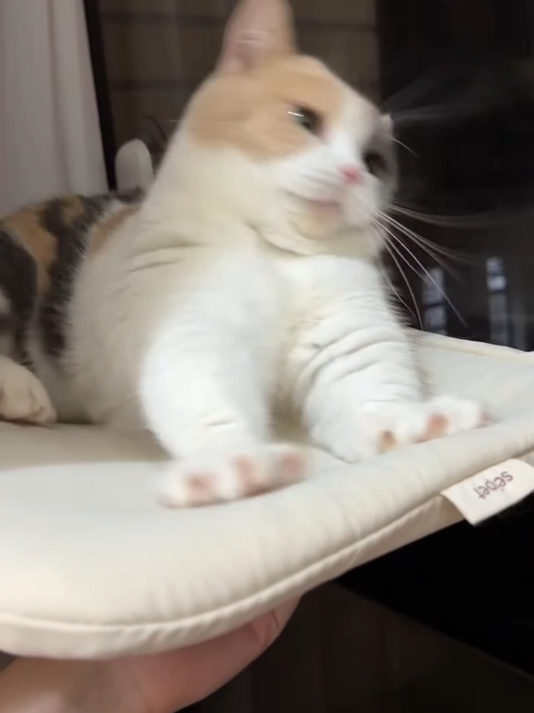 @Chonky World Of Cats