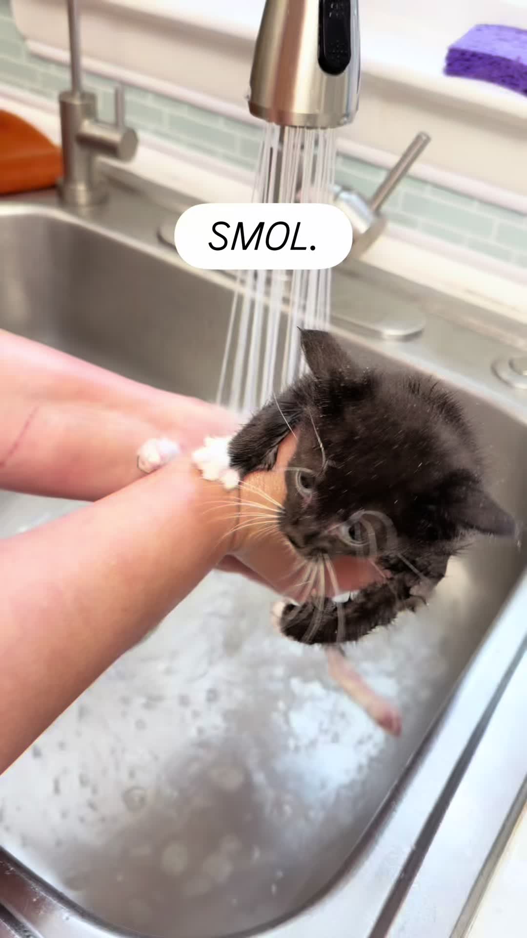@Milo The Bravest