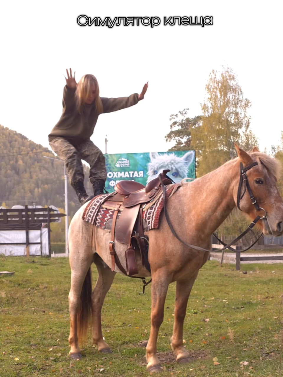 @tg: altaihorses