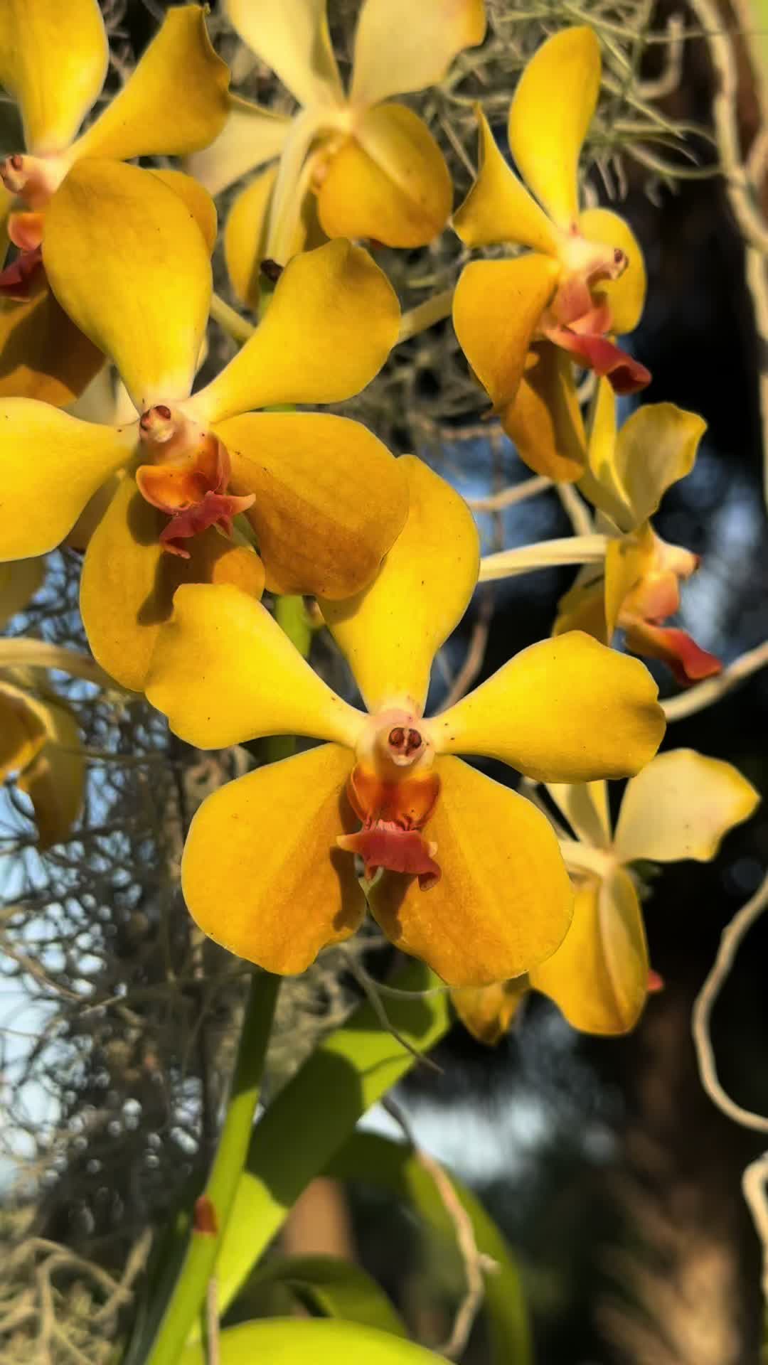 @Migs | Orchids ๐ธ