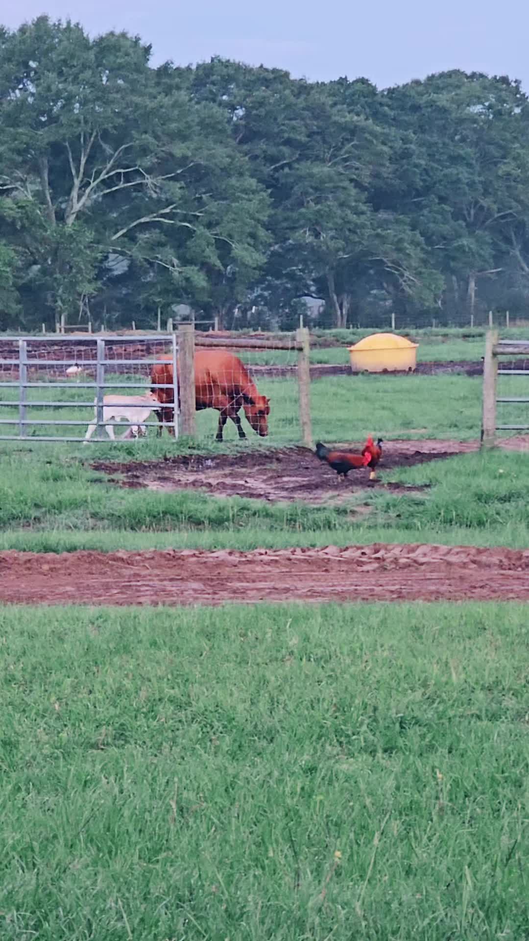 @M.I. CATTLE CO.