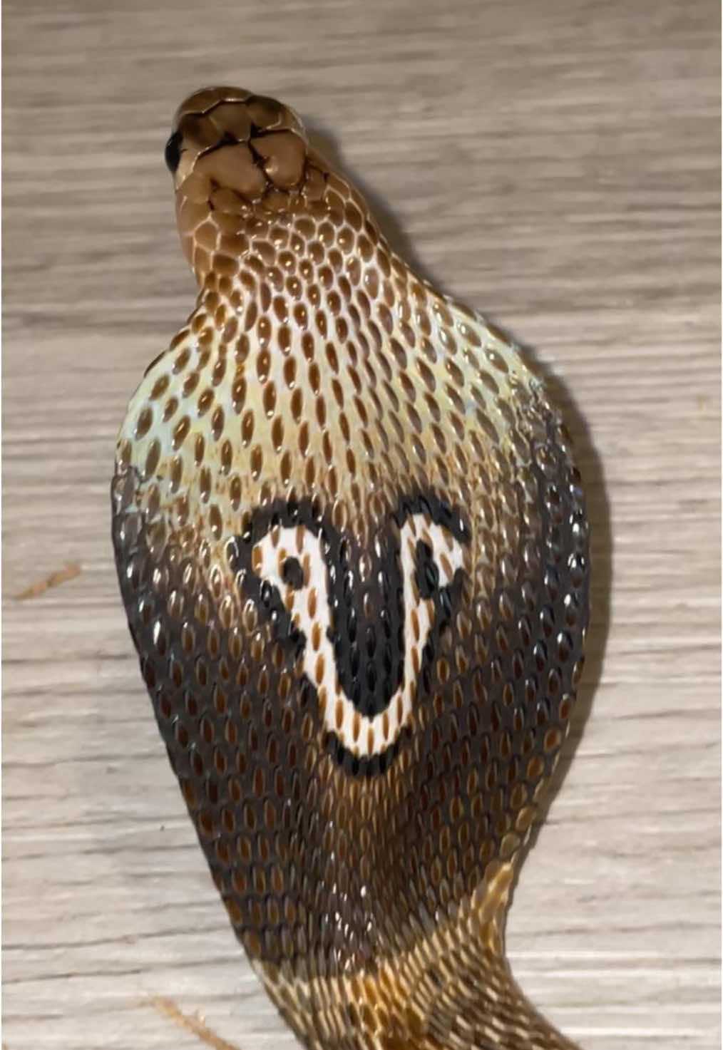 @Cryptid Exotics