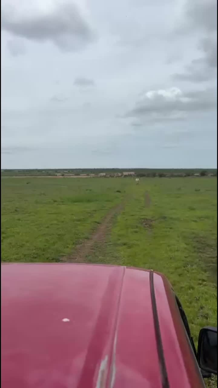 @Salbador orozko