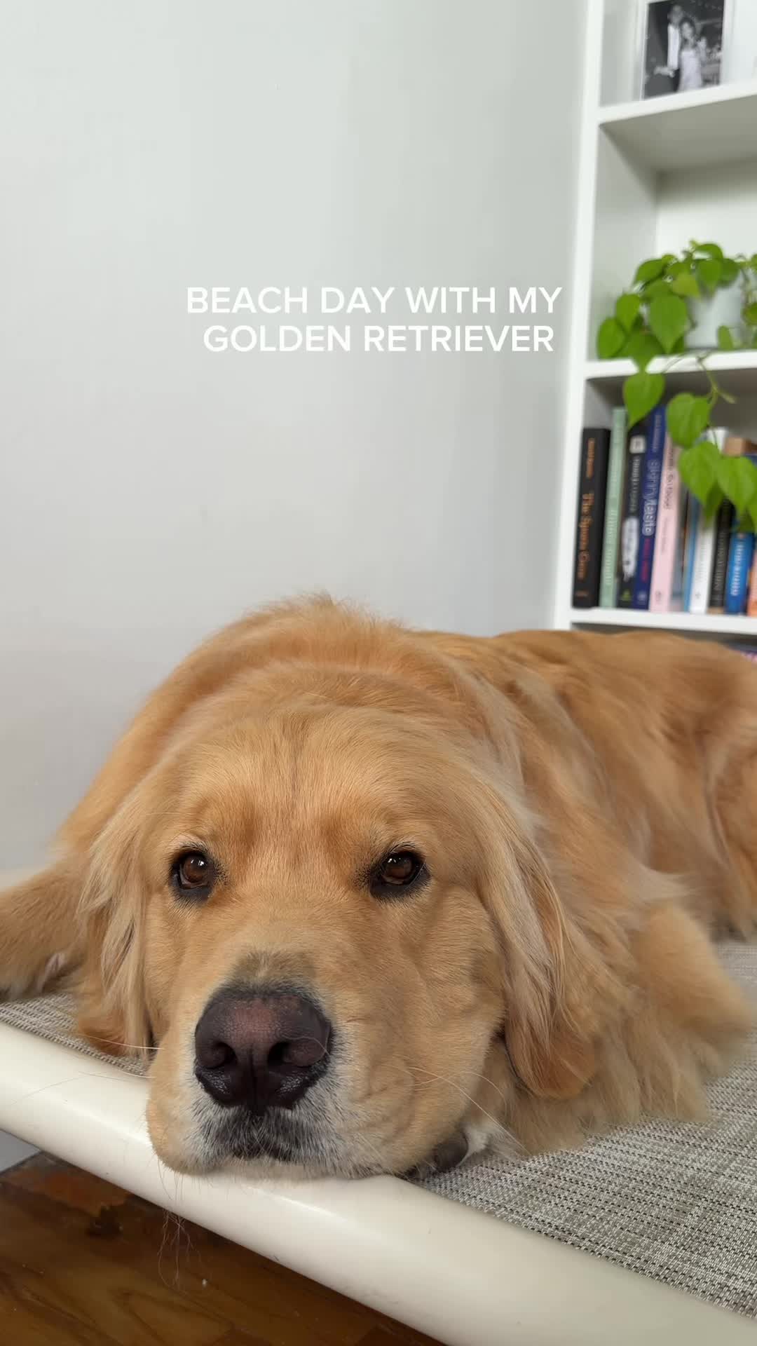 @Zebby The Golden Retriever
