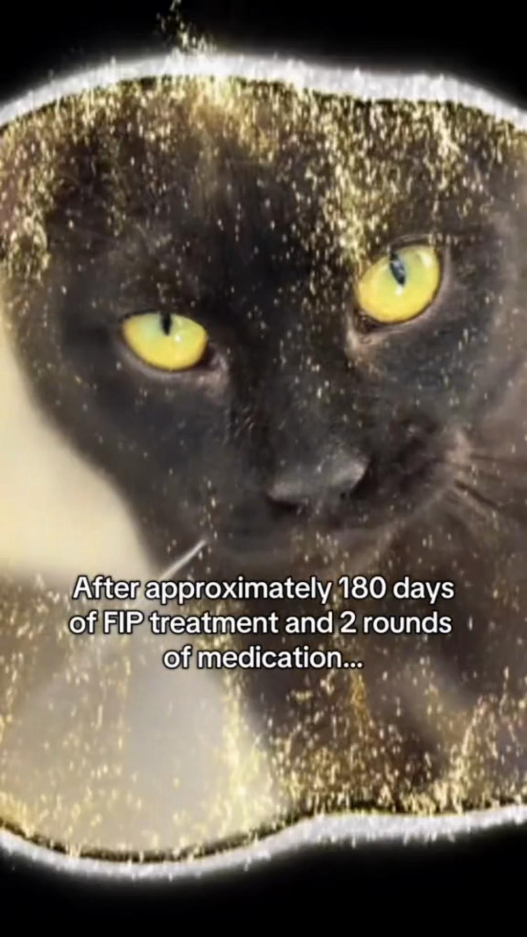 @North Toronto Cat Rescue