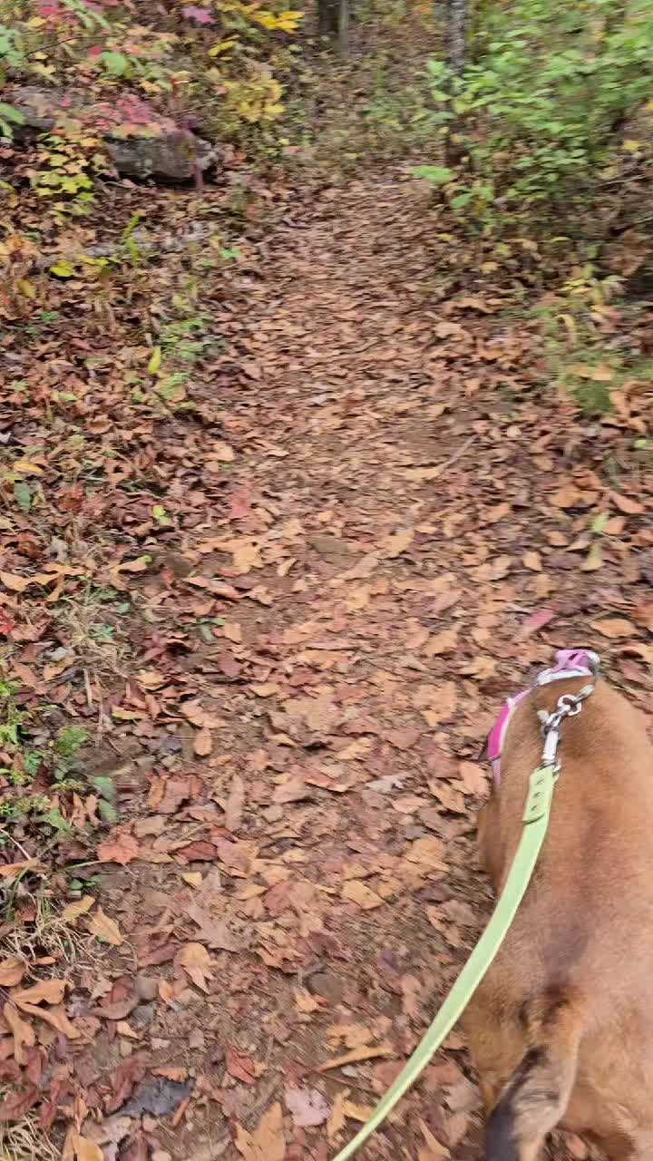 @Jasper_The_Dobiehoula