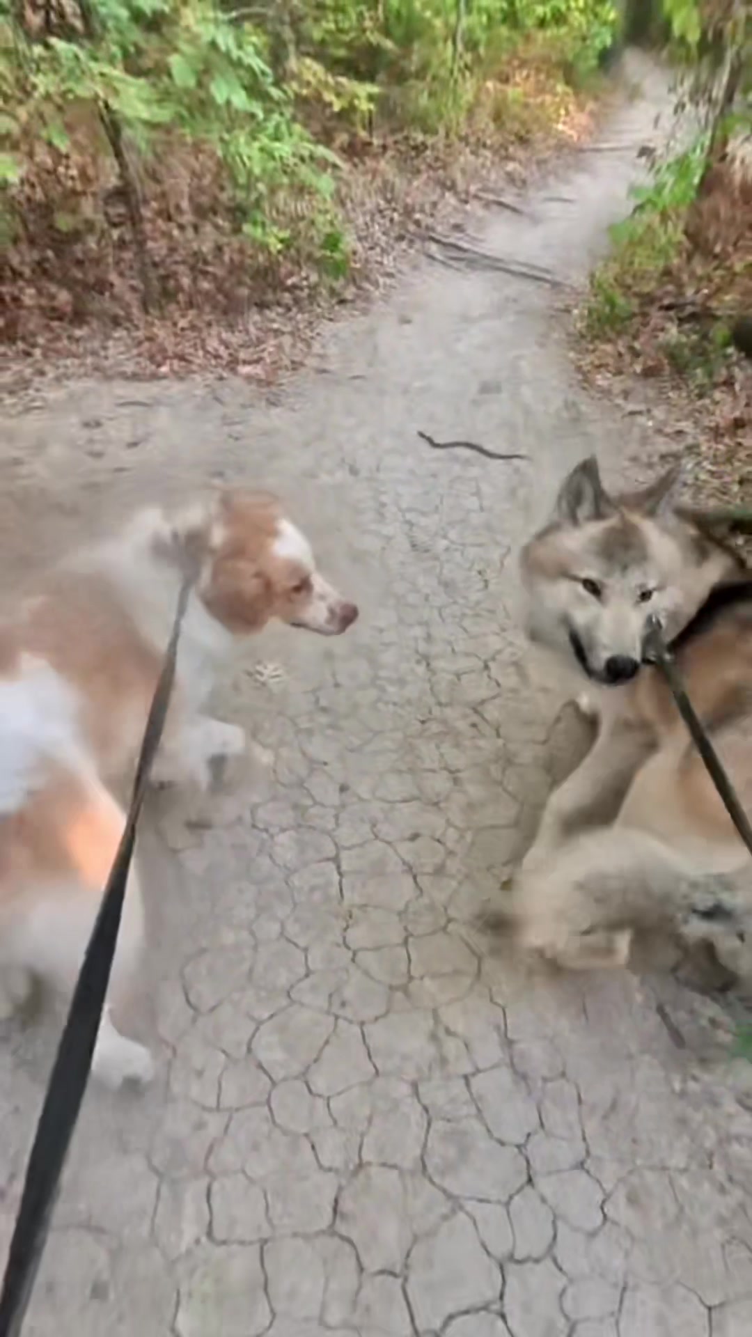 @Neko, Tokahli and Bear