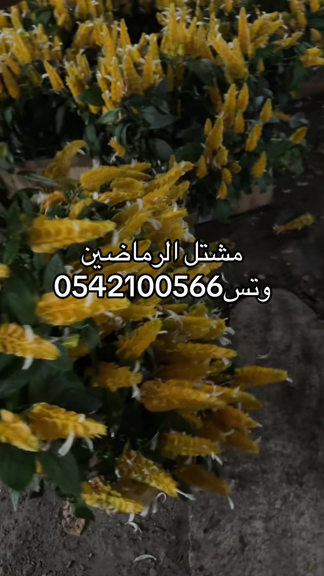 @مشتل الرماضين 0542100566