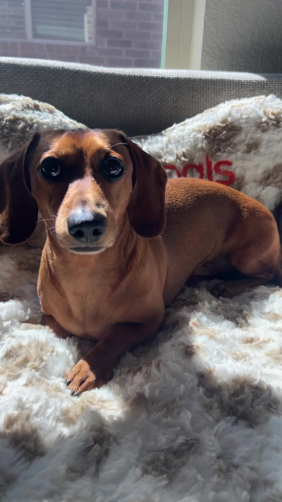 @Slinky Severus-Doo