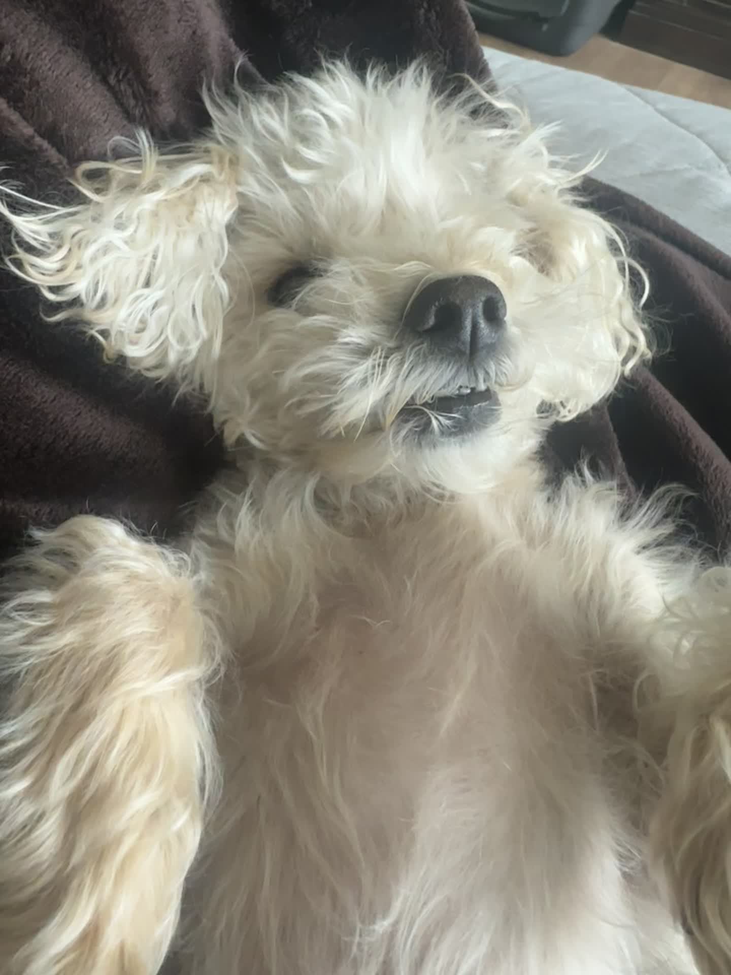 @He Was A PoodleBoi