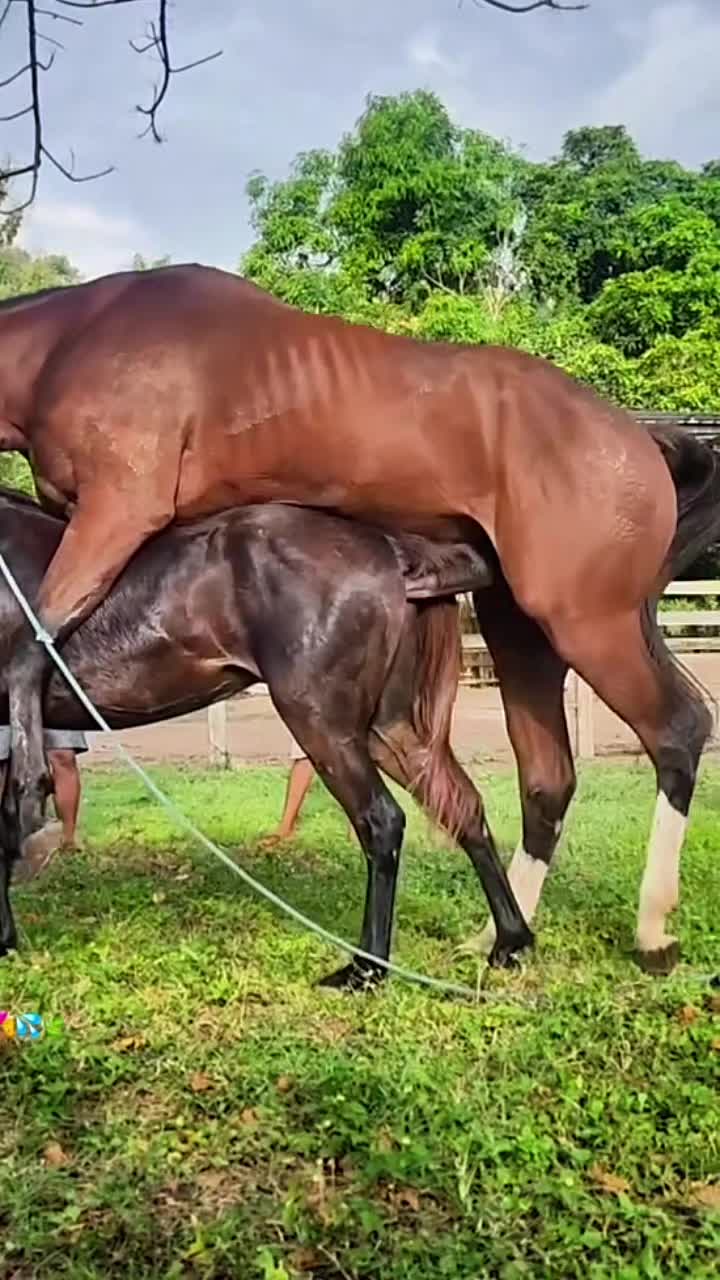@horsebreeder