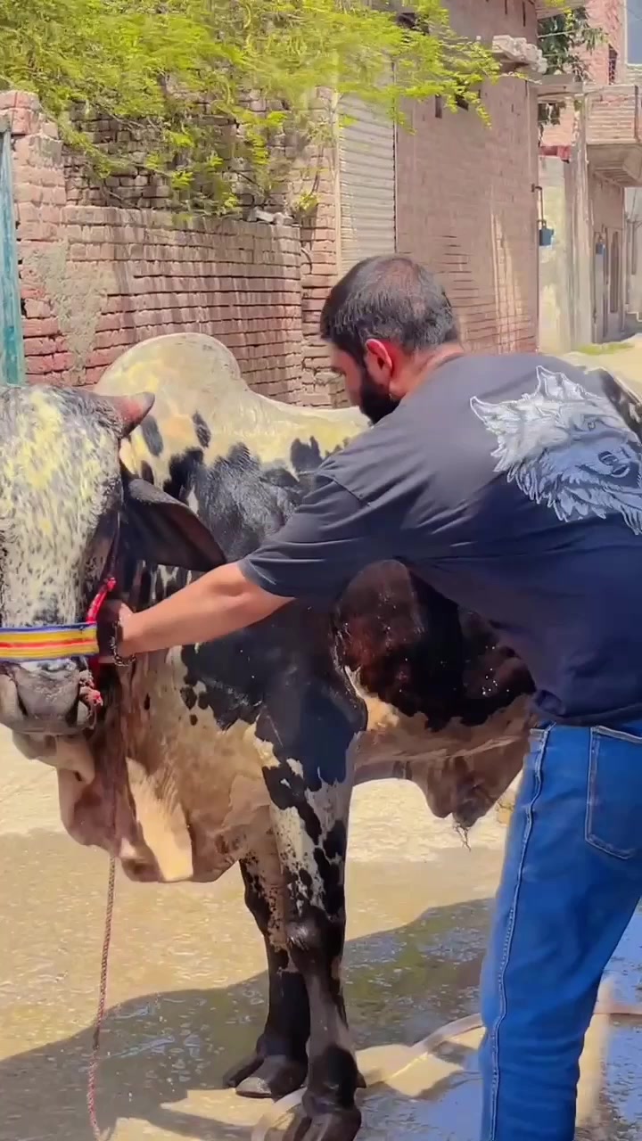 @Mianusama786