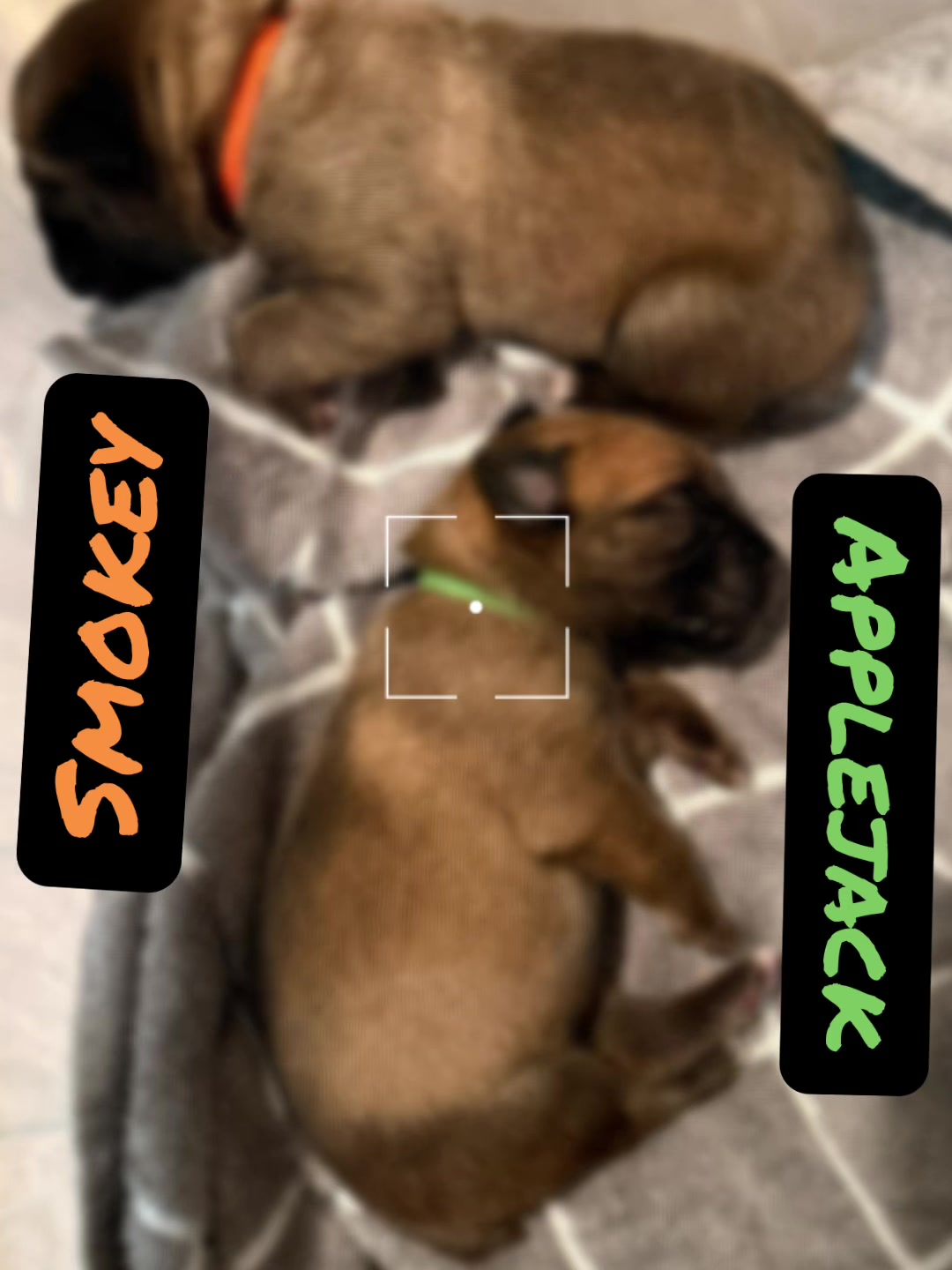 @AandMCaneCorsos