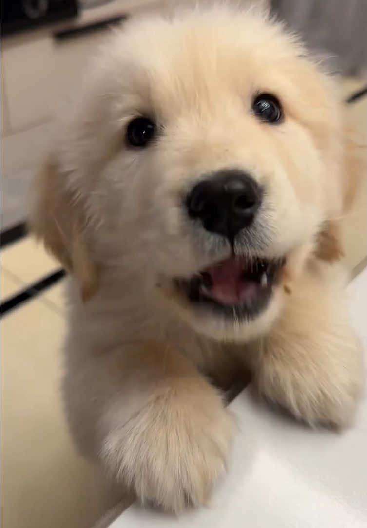 @Furry Little Friends
