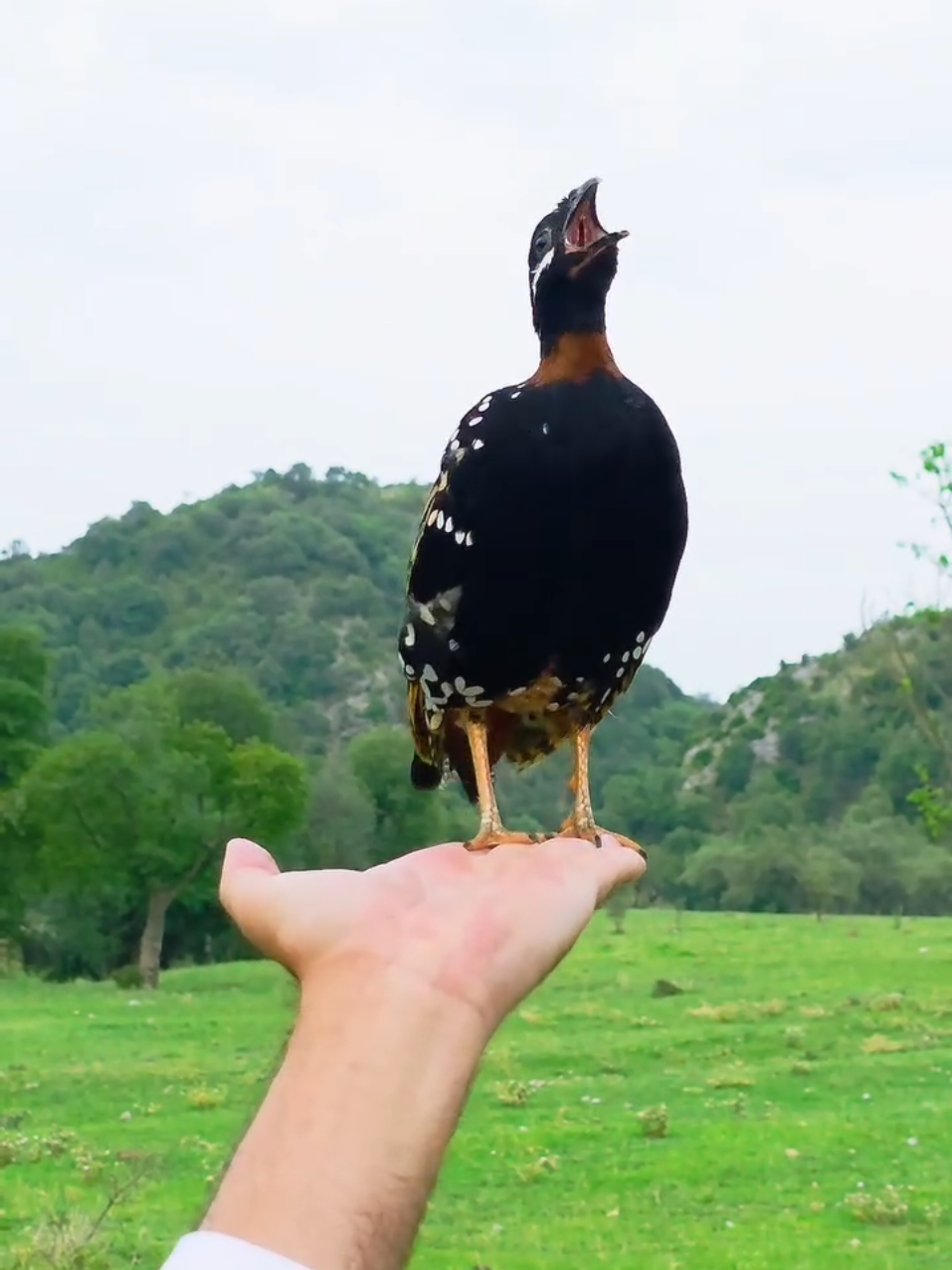 @Birds Lover