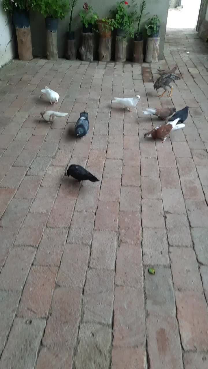 @🎶🍂_𝘗𝘢𝘺ı𝘻𝘥𝘢𝘯_🍂🎶