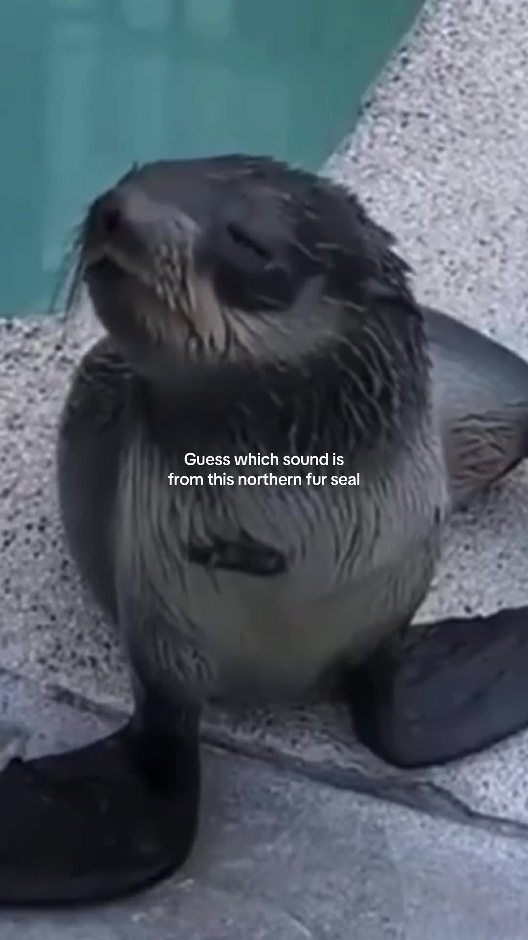 @Marine Mammal Care