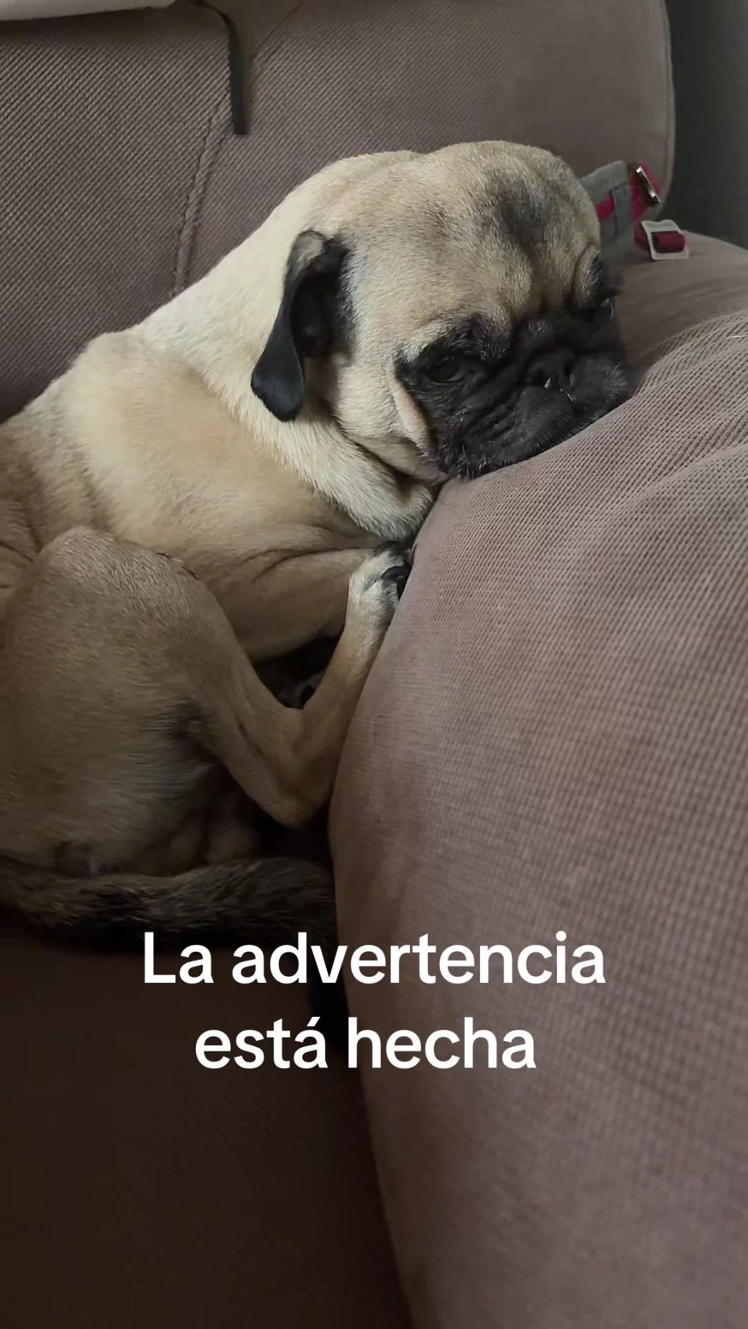 @Emma la Pug