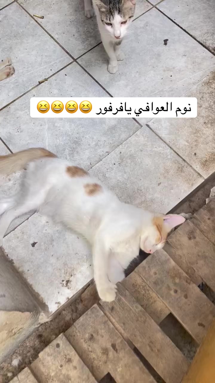 @ashkaltbiah