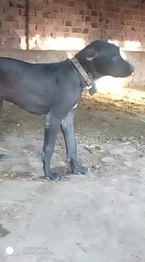 @Peshwar Dogs Center