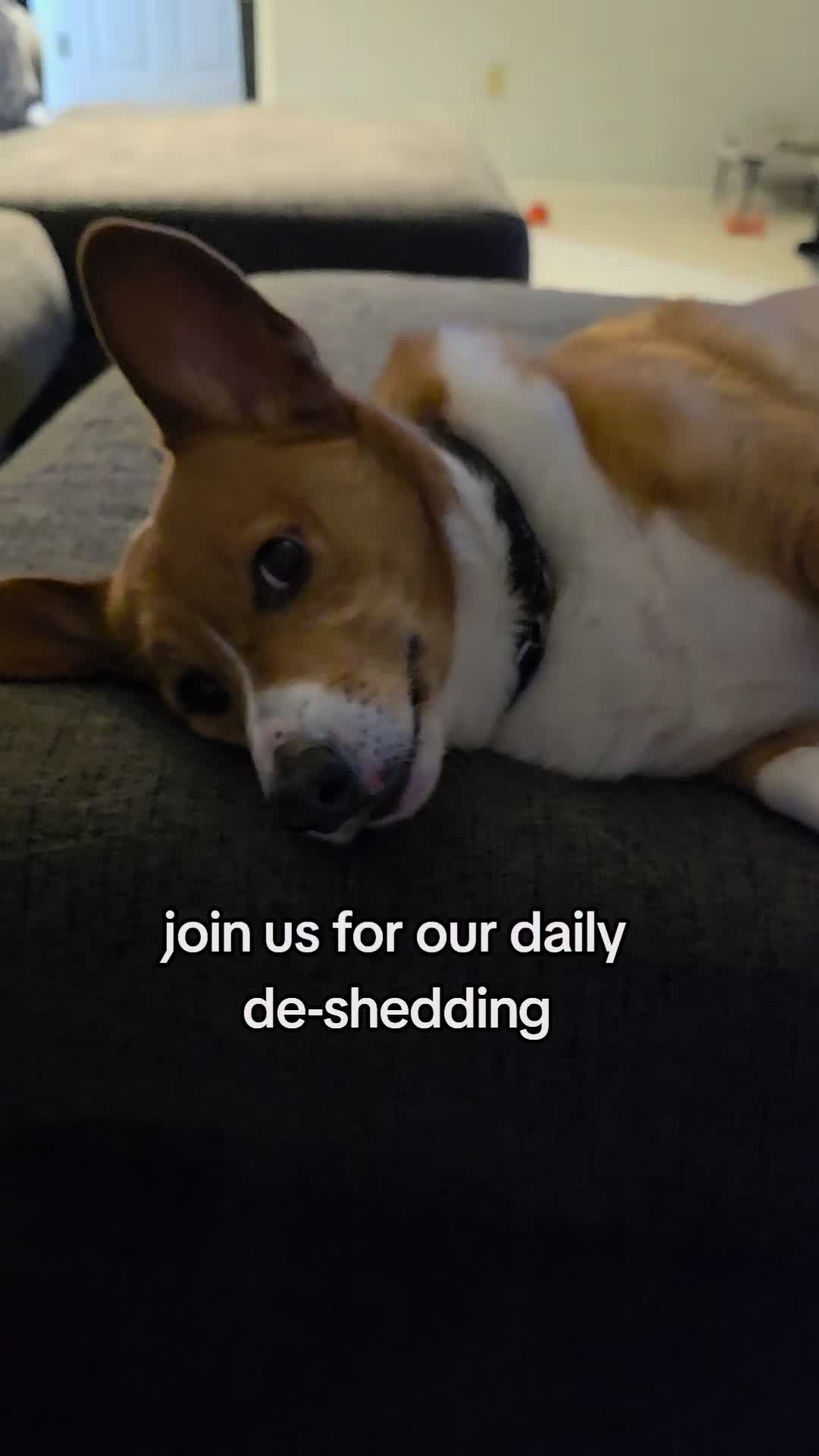 @Chelsea | Corgi Mom 🐾